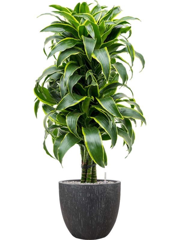 Dracaena fragrans 'Dorado' en Baq Raindrop