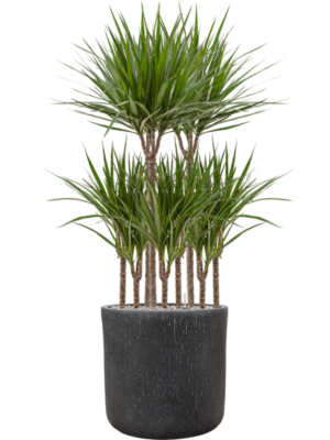 Dracaena marginata en Baq Raindrop