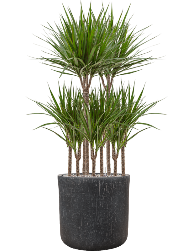 Dracaena marginata en Baq Raindrop