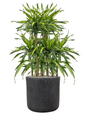 Dracaena fragrans 'Riki' en Baq Raindrop