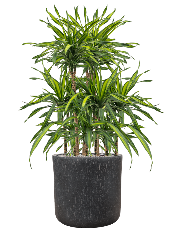 Dracaena fragrans 'Riki' en Baq Raindrop