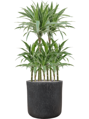 Dracaena deremensis 'Warneckei' en Baq Raindrop