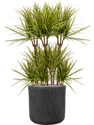 Dracaena marginata 'Sunray' en Baq Raindrop