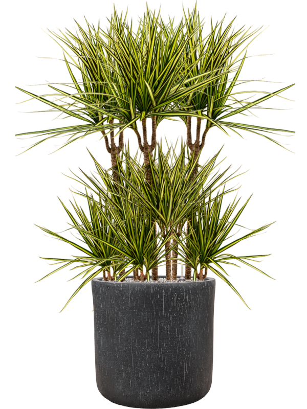 Dracaena marginata 'Sunray' en Baq Raindrop