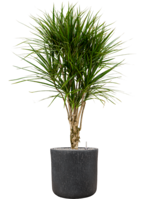 Dracaena marginata en Baq Raindrop
