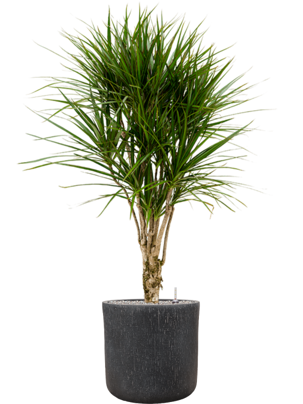 Dracaena marginata en Baq Raindrop