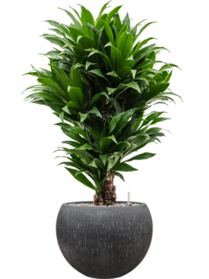Dracaena fragrans 'Compacta' en Baq Raindrop