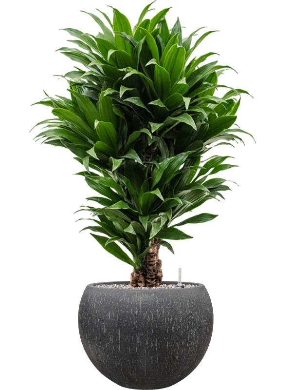 Dracaena fragrans 'Compacta' en Baq Raindrop