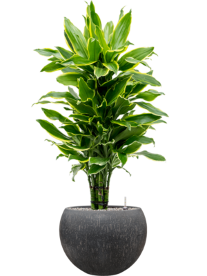 Dracaena fragrans 'Golden Coast' en Baq Raindrop