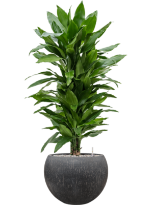 tDracaena fragrans 'Janet Lind' en Baq Raindrop