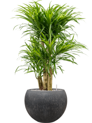 Pleomele (Dracaena) 'Anita Variegata' en Baq Raindrop