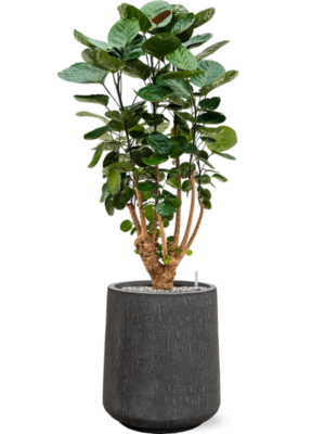 Aralia (Polyscias) 'Fabian' en Baq Raindrop