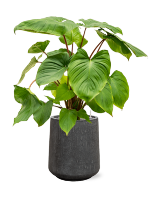 Homalomena rubescens 'Maggy en Baq Raindrop