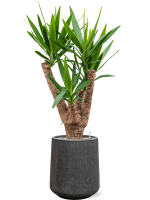 Yucca elephantipes en Baq Raindrop