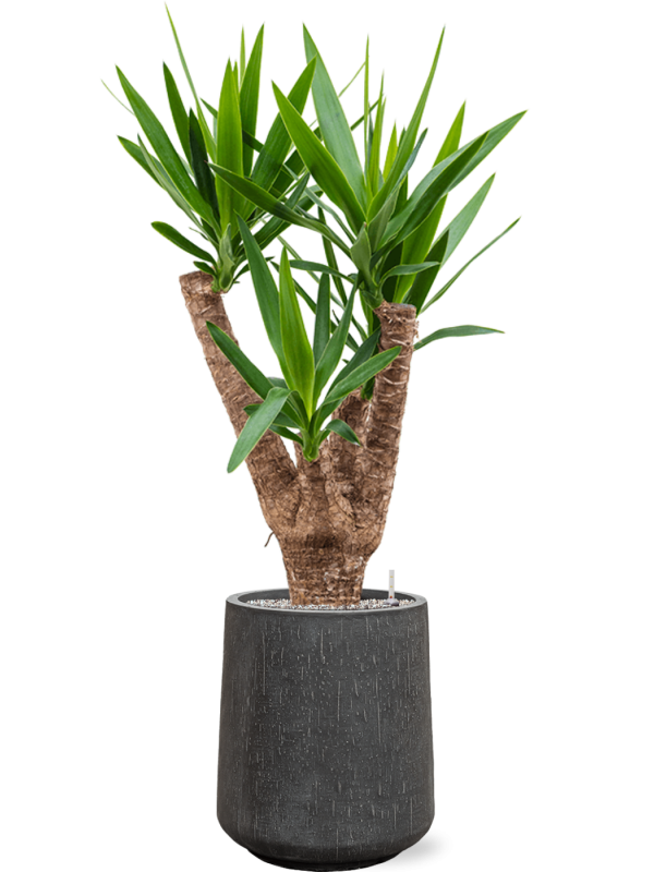 Yucca elephantipes en Baq Raindrop