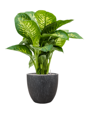 Dieffenbachia seguine 'Reeva' en Baq Raindrop
