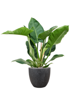 Philodendron 'Imperial Green' en Baq Raindrop