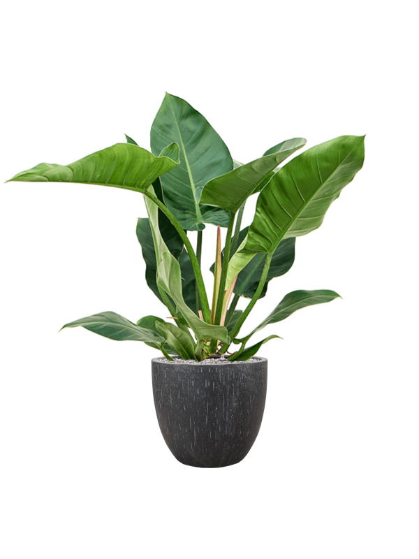 Philodendron 'Imperial Green' en Baq Raindrop