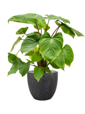 Homalomena rubescens 'Maggy en Baq Raindrop