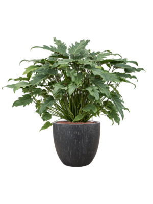 Philodendron 'Xanadu' en Baq Raindrop