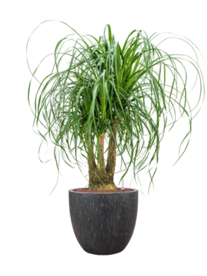Beaucarnea recurvata en Baq Raindrop