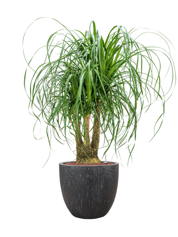Beaucarnea recurvata en Baq Raindrop