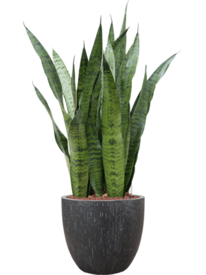 Sansevieria zeylanica en Baq Raindrop