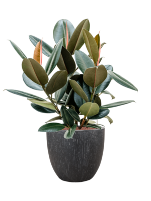 Ficus elastica 'Abidjan' en Baq Raindrop