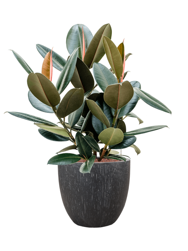 Ficus elastica 'Abidjan' en Baq Raindrop