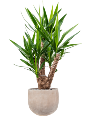 Yucca elephantipes en Terra Cotta Omar