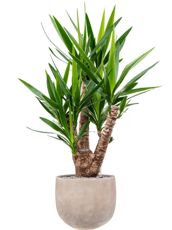 Yucca elephantipes en Terra Cotta Omar, Ter Steege