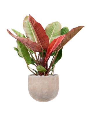 Philodendron 'Prince of Orange' en Terra Cotta Omar
