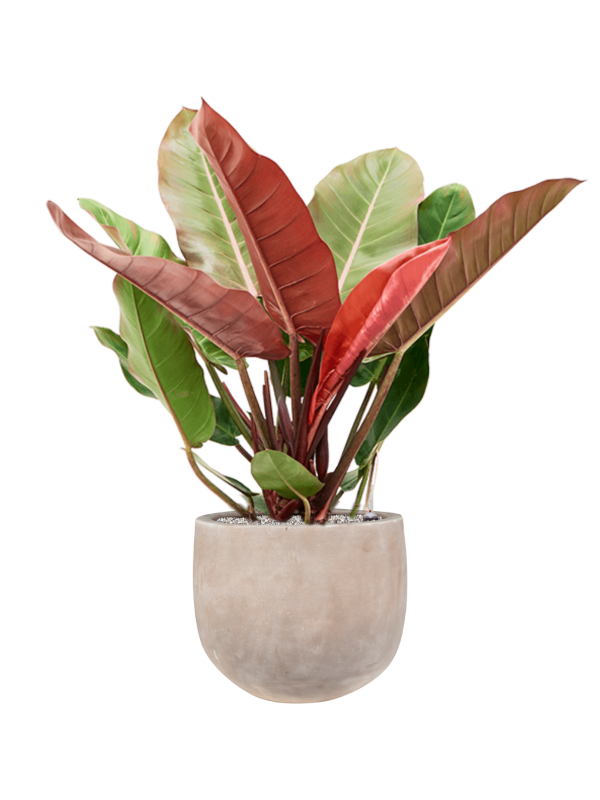 Philodendron 'Prince of Orange' en Terra Cotta Omar, Ter Steege