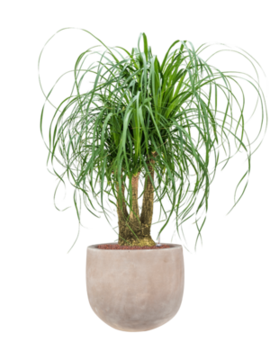 Beaucarnea recurvata en Terra Cotta Omar