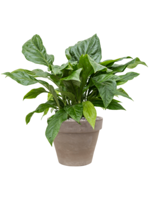 Anthurium elipticum 'Jungle Bush' en Terra Cotta