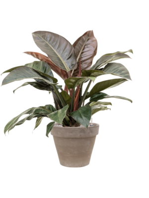Philodendron `Imperial Red' en Terra Cotta