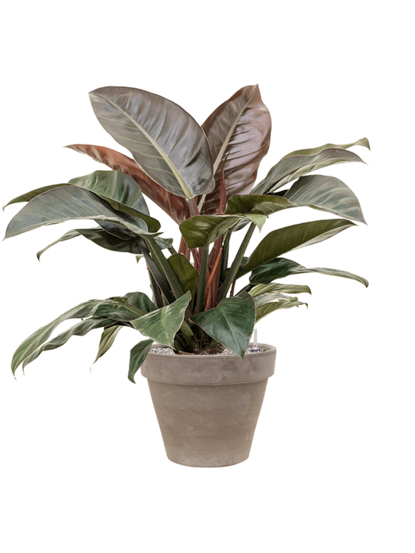 Philodendron `Imperial Red' en Terra Cotta, Den Daas