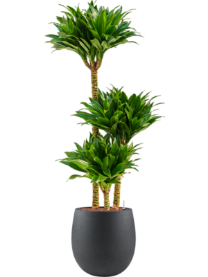 Dracaena fragrans 'Compacta' en Grigio