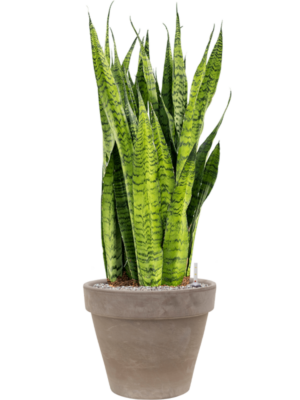 Sansevieria zeylanica en Terra Cotta