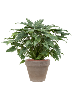 Philodendron 'Xanadu' en Terra Cotta