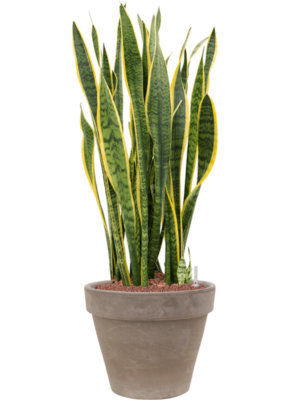 Sansevieria trifasciata 'Laurentii' en Terra Cotta