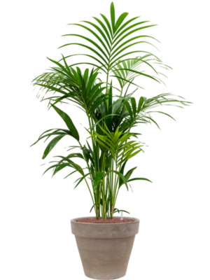 Kentia (Howea) forsteriana en Terra Cotta