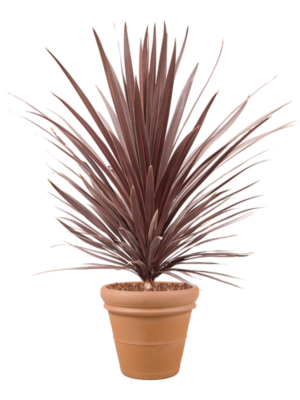 Cordyline australis 'Red Star' en Terra Cotta