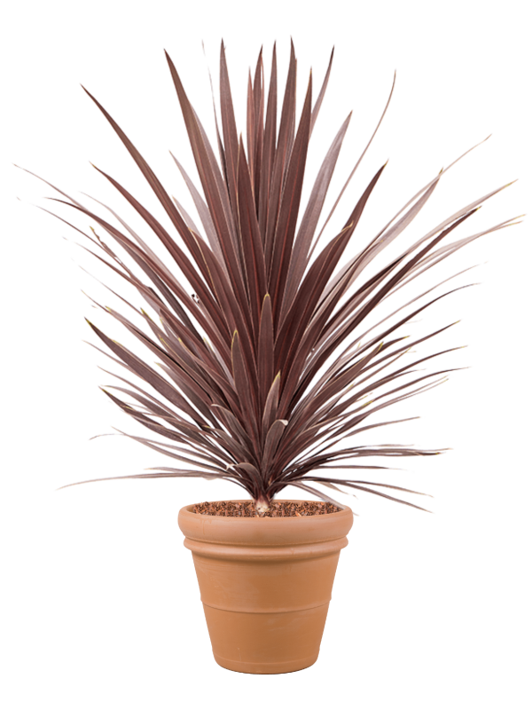Cordyline australis 'Red Star' en Terra Cotta, Den Daas
