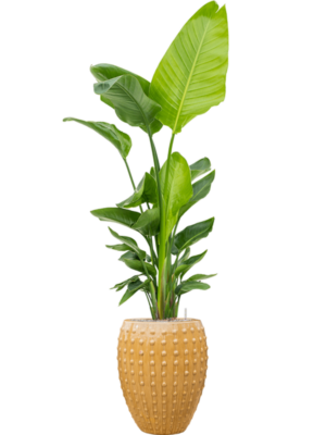 Strelitzia nicolai (120-160) en Laos