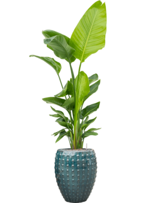 Strelitzia nicolai (120-160) en Laos