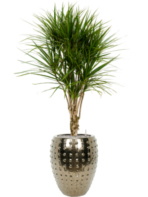 Dracaena marginata en Laos