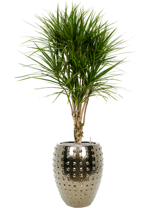 Dracaena marginata en Laos, Private label