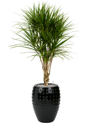 Dracaena marginata en Laos