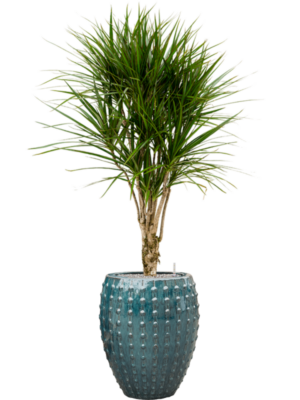 Dracaena marginata en Laos